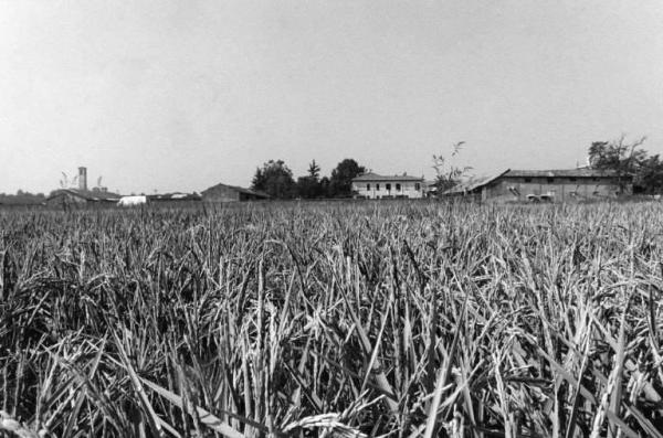 Azienda Agricola f.lli Arrigoni. Coltivazione: riso. Campo di riso, sullo sfondo l'azienda agricola e la casa padronale. Particolare del campo di riso a maturazione.