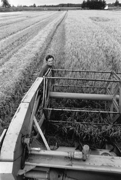 Azienda Agricola f.lli Arrigoni. Coltivazione: riso. Trebbiatura. Trebbiatrice ed agricoltore.
