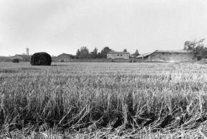 Azienda Agricola f.lli Arrigoni. Coltivazione: riso. Campo di riso, sullo sfondo l'azienda agricola e la casa padronale. Particolare del campo di riso con covoni di paglia.