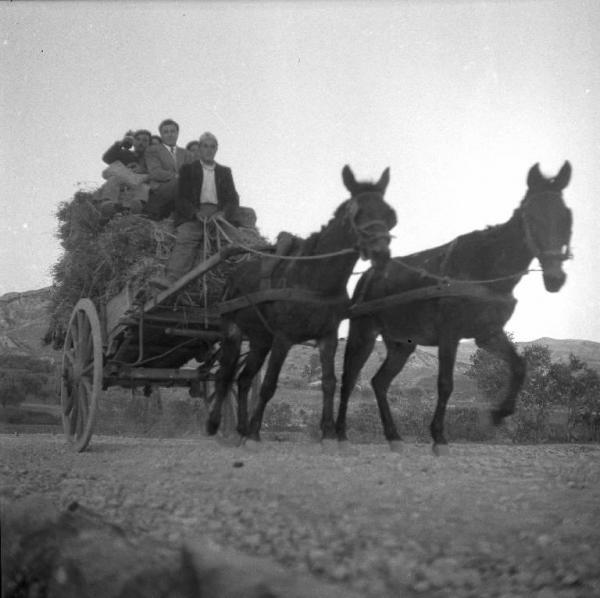 Melissa (Crotone) - Contadini su carro carico di fieno trainato da due muli