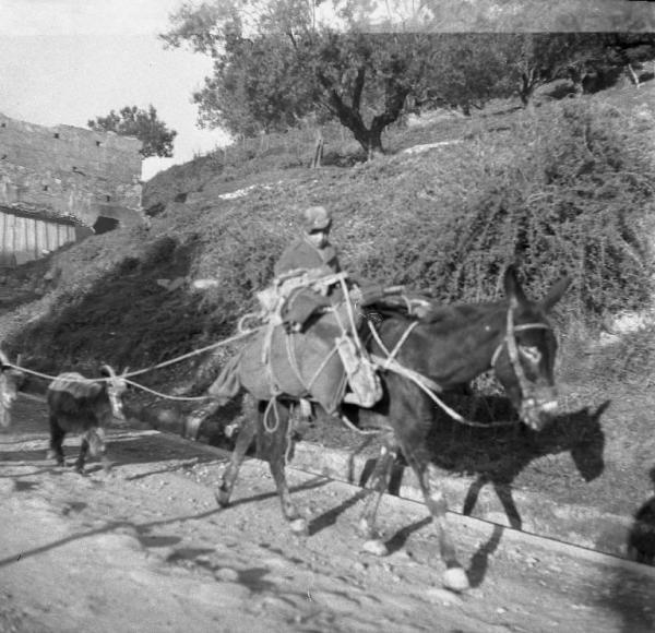 Melissa (Crotone) - Bambino su asino carico di sacchi con due capre al laccio in una strada
