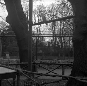 Milano - Giardini pubblici di Porta Venezia - Zoo