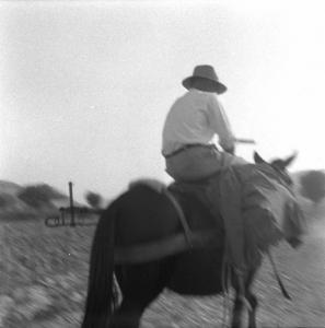 Melissa (Crotone) - Contadino su mulo in un campo