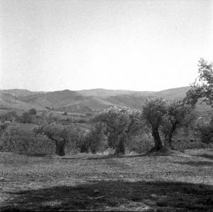 Melissa (Crotone) - Campo con alberi e colline circostanti