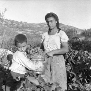 Melissa (Crotone) - Contadina e bambino al lavoro durante la vendemmia