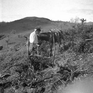Melissa (Crotone) - Anziano contadino con asini in un campo per la raccolta delle fascine