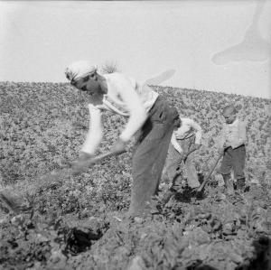 Melissa (Crotone) - Giovane contadino e due bambini al lavoro in un campo