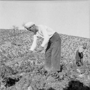 Melissa (Crotone) - Giovane contadino e bambino al lavoro in un campo