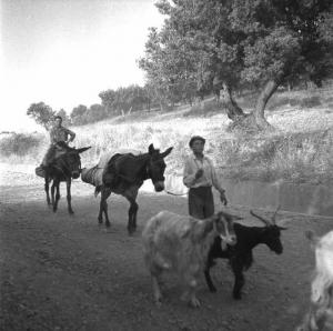 Melissa (Crotone) - Ragazzi con asini e caprette in una strada
