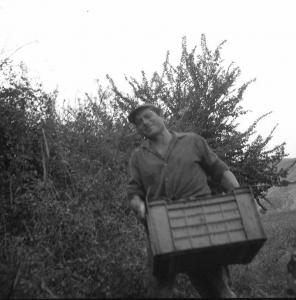 Melissa (Crotone) - Contadino che trasporta cassette di uva