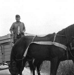 Melissa (Crotone) - Carretto trainato da cavalli con carico di cassette di uva in una strada di campagna