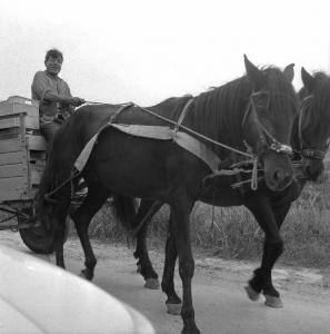 Melissa (Crotone) - Carretto trainato da cavalli con carico di cassette di uva in una strada di campagna