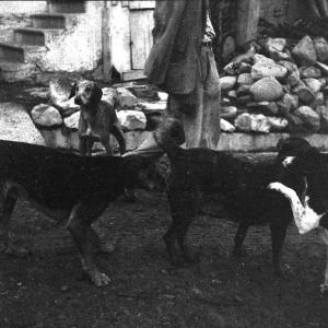 Melissa (Crotone) - Cani in una strada