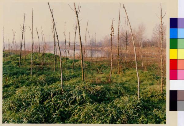Basiglio - cava - vegetazione