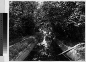 Gessate - canale canale Villoresi- vegetazione
