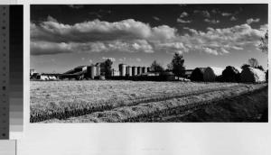 Carpiano - cascina Zunico - campi coltivati - silos