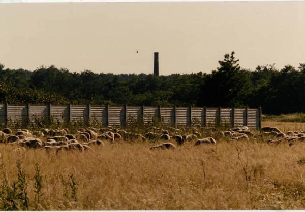 Senago - gregge di pecore al pascolo - parco delle Groane - ciminiera