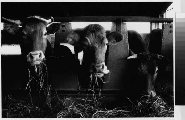 Liscate - cascina Belvedere - mucche