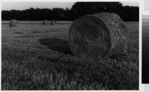 Burago di Molgora - campi di grano con balle di fieno nei pressi della cascina Baraggia