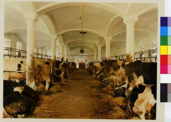 Abbiategrasso - cascina Brogginetta - stalla - interno - vacche