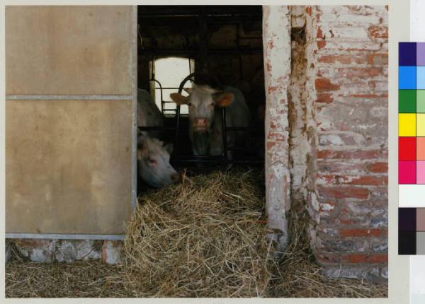 Abbiategrasso - cascina Brogginetta - stalla - vacche