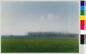 Boffalora sopra Ticino - campi coltivati - filare di alberi