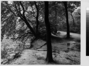 Ceriano laghetto - parco delle Groane - alberi - stagno