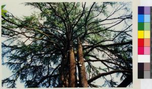 Giussano - albero