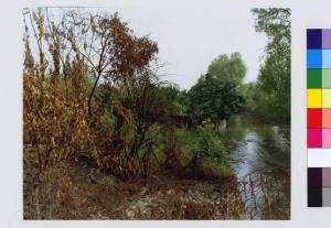 Monza - fiume Lambro - vegetazione
