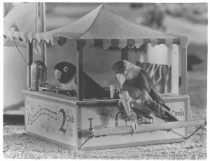 Scena del film "Bill and Coo" - regia Dean Riesner - 1948 - pappagalli
