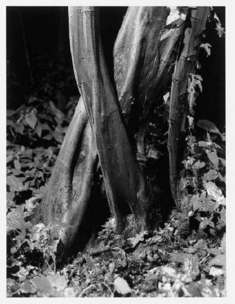 Tronchi d'albero con costolature - foglie secche - sottobosco