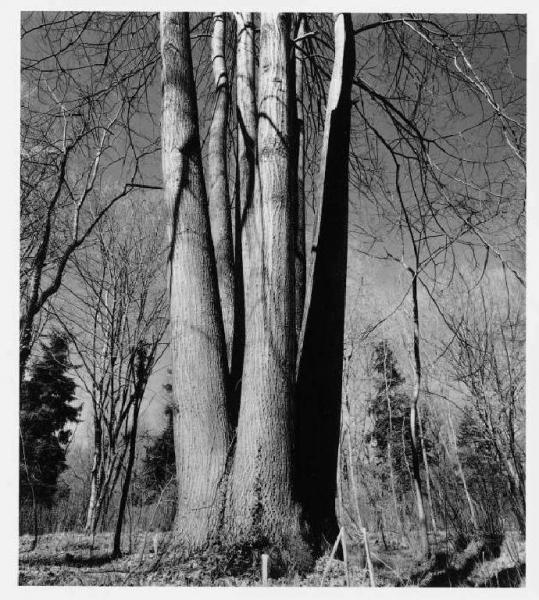 Bosco - tronchi di fania
