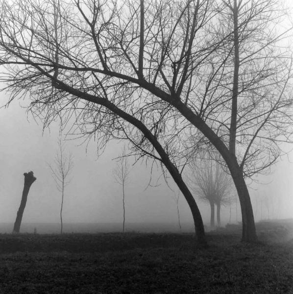 Campo - alberi - nebbia