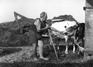 Ritratto di allevatore - mucca - letame