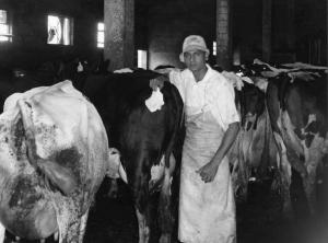 Ritratto di allevatore - mucche nella stalla