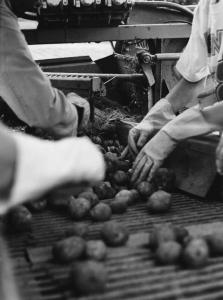 Selezione dellle patate raccolte - mani con guanti