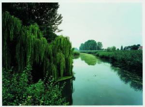 Canale Bogina - vegetazione