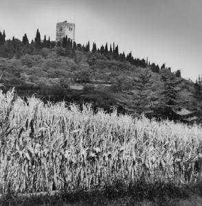 Solferino - torre "La Spia d'Italia" - campo di granoturco