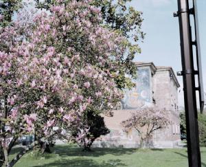 Magnolia in fiore - edificio con murales