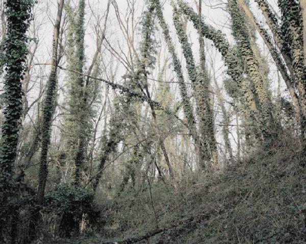 Bosco - vegetazione - alberi - sottobosco - edera