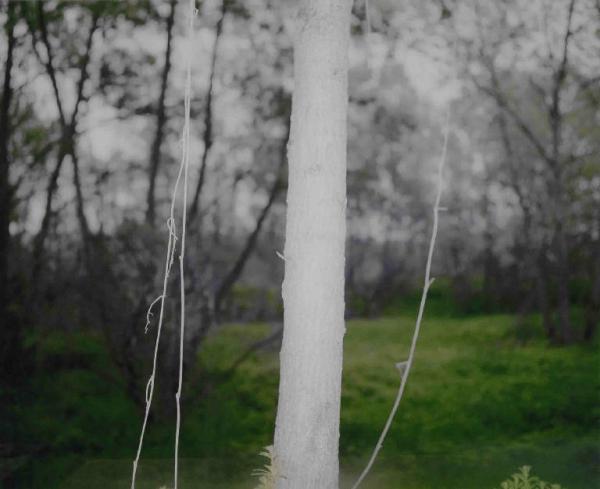 Bosco - tronco d'albero e liane