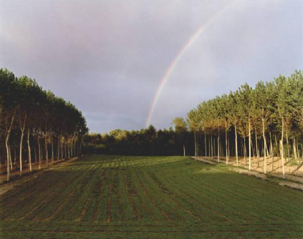 Campo coltivato - pioppeti - arcobaleno