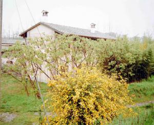 Casa nei pressi dell'argine - pianta di kerria