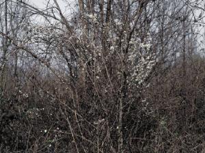 Bosco - alberi - fiori bianchi