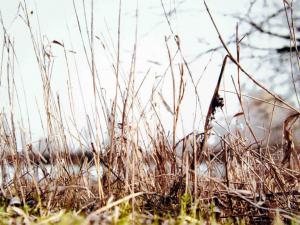 Buche Danesi - vegetazione secca sulla riva del lago