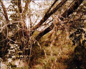 Bosco - alberi - sottobosco