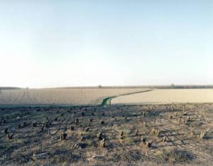 Alberi potati - campi coltivati - fosso