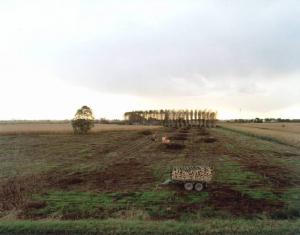 Pioppeto potato - traino con tronchi - campi di granoturco