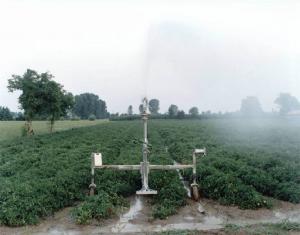 Idrante a pioggia per irrigazione - campo di pomodori