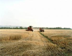 Campo di grano - mietitrebbia e trattore